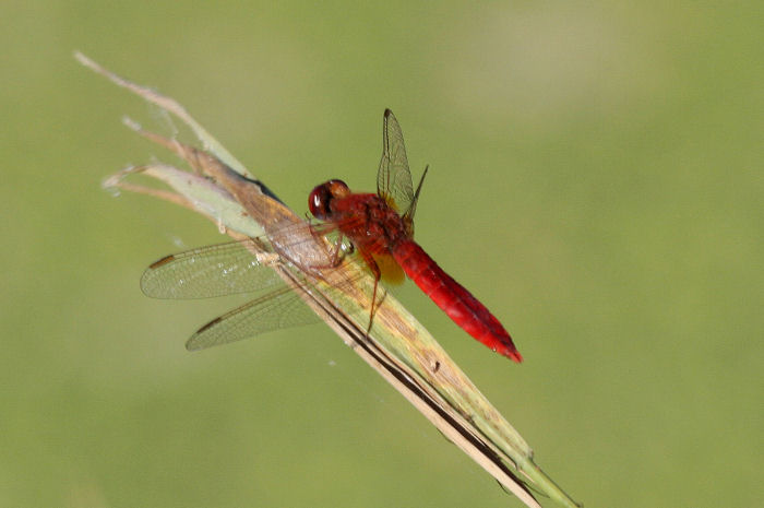 Crocothemis erythraea